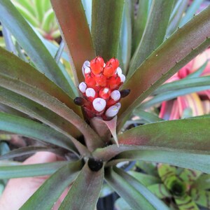 BROMELIAD Aechmea Vinzant's BLUETOOTH Clustering Compact Grower! Offset!!