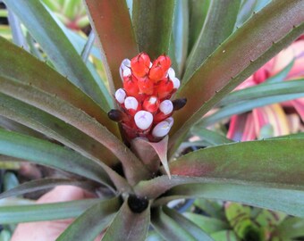 BROMELIAD Aechmea Vinzant's BLUETOOTH Clustering Compact Grower! Offset!!