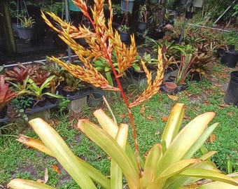 Aechmea Blanchetiana 'wally Berg' Bromeliad Offset - Etsy