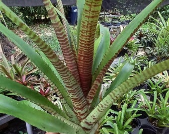 Bromeliad Silver Vase {aechmea Bracteata} Flowering