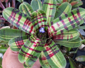 Aechmea Mulfordii 'malva' Bromeliad - Etsy