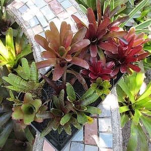 6 9 Pack Full Grown Small Neoregelia Bromeliad No Duplicates image 6