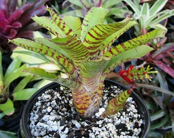 Carcharodon Silver〔ネオレゲリア〕N0337 BROMELIAD Neoregelia