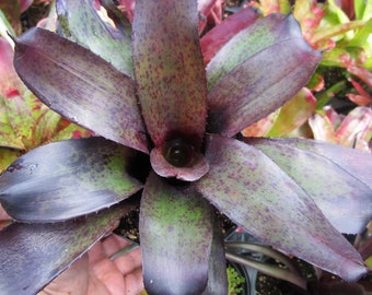 Bromeliad Neoregelia Kiehl's MINI MANDELA Totally Gorgeous!!