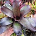 see more listings in the Plants section