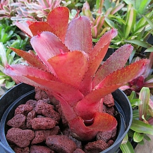 BROMELIAD Neoregelia CORAL FIRE Lovely Colorful Miniature! Large Offset