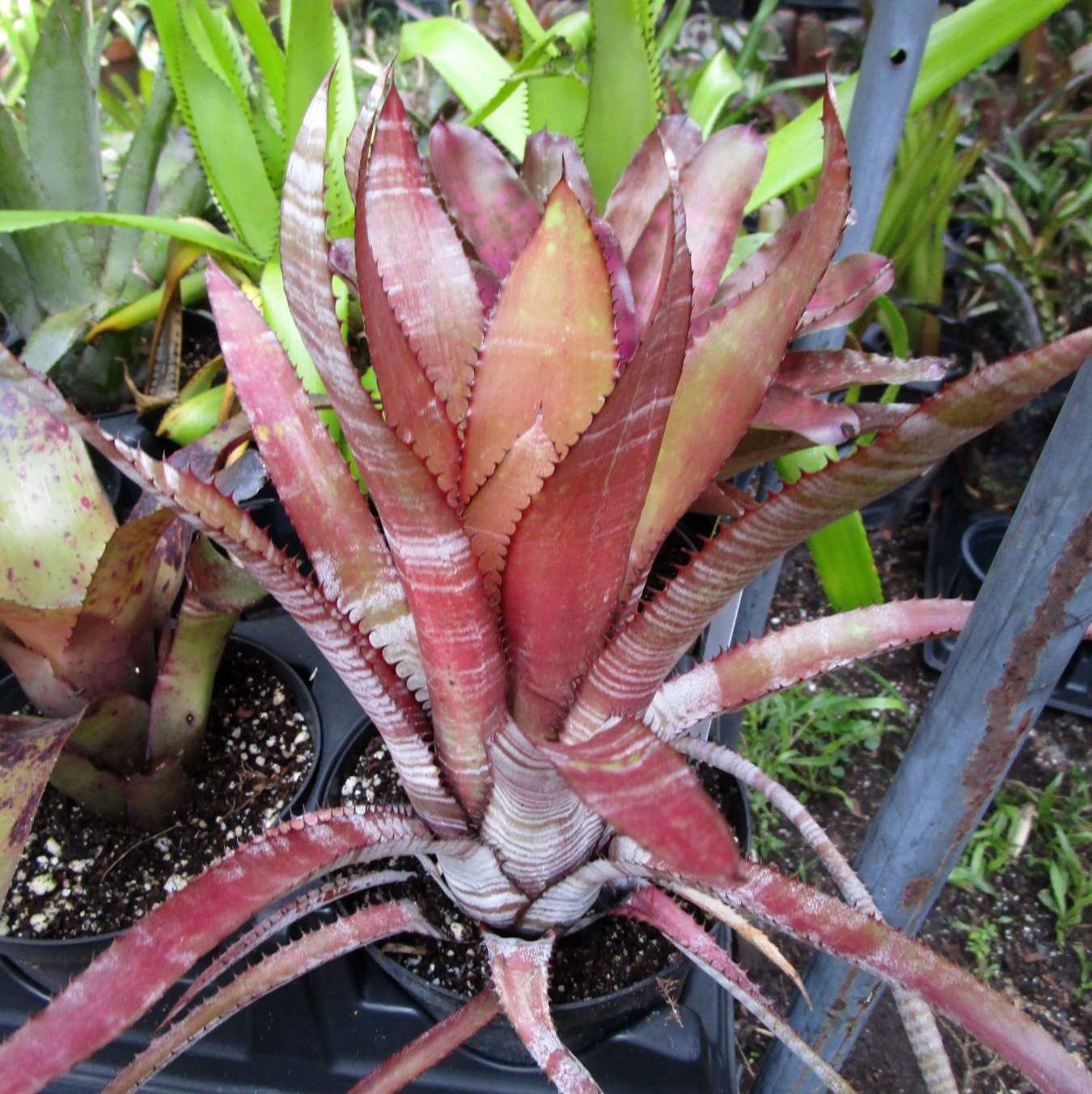ブロメリア・エアープランツ Aechmea phanerophlebia Rubra Aechmea phanerophlebia (red) – bromeliad.com