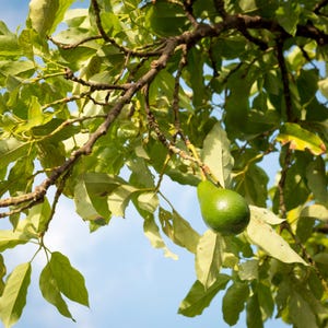 Avocado Leaves – Freshly Harvested – Organically Grown in Florida