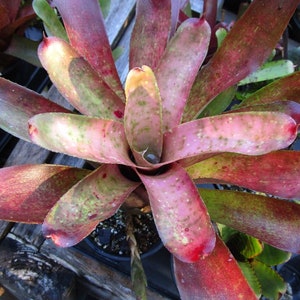 Bromeliad Neoregelia &#39;Pink Mosaic&#39; Offset - Marble Throat Hybrid