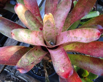 Bromeliad Neoregelia PINK MOSAIC Stunning Marble Throat Hybrid!