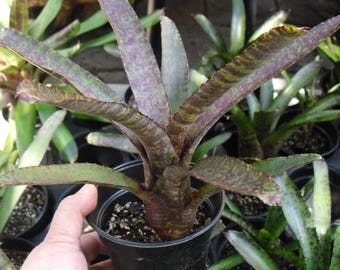 Neoregelia 'High Voltage' bromeliad, 6” pot - Etsy 日本