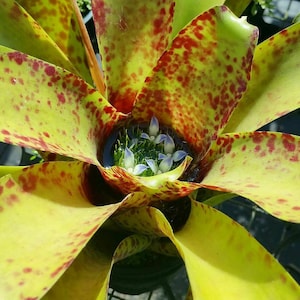 BROMELIAD Neoregelia GUTTATA Spineless Spotted Beauty! Young Plant!