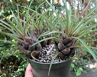 Bromeliad Aechmea Star of Linda - Live Plant - Etsy