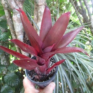 Bromeliad Neoregelia MARTINELLII RED FORM Stunningly Colorful Rare Find image 1