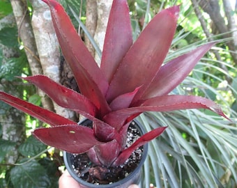 Bromeliad Neoregelia MARTINELLII RED FORM Stunningly Colorful!! Rare Find!!