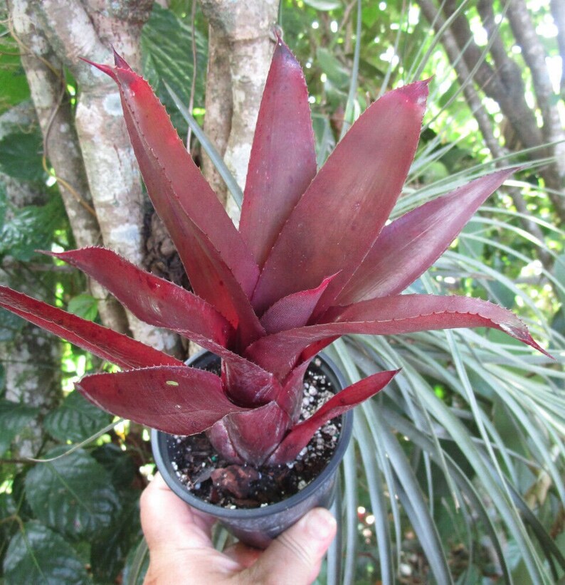 Bromeliad Neoregelia MARTINELLII RED FORM Stunningly Colorful Rare Find image 1