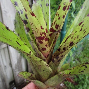 Bromeliad Aechmea &#39;Bittersweet&#39; - Colorful Hybrid - Offset