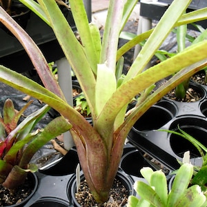Bromeliad Neoregelia &#39;Amandae&#39; Offset - Rare Tropical Specie
