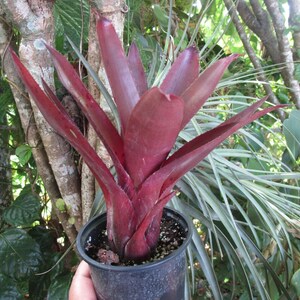 Bromeliad Neoregelia MARTINELLII RED FORM Stunningly Colorful Rare Find image 2