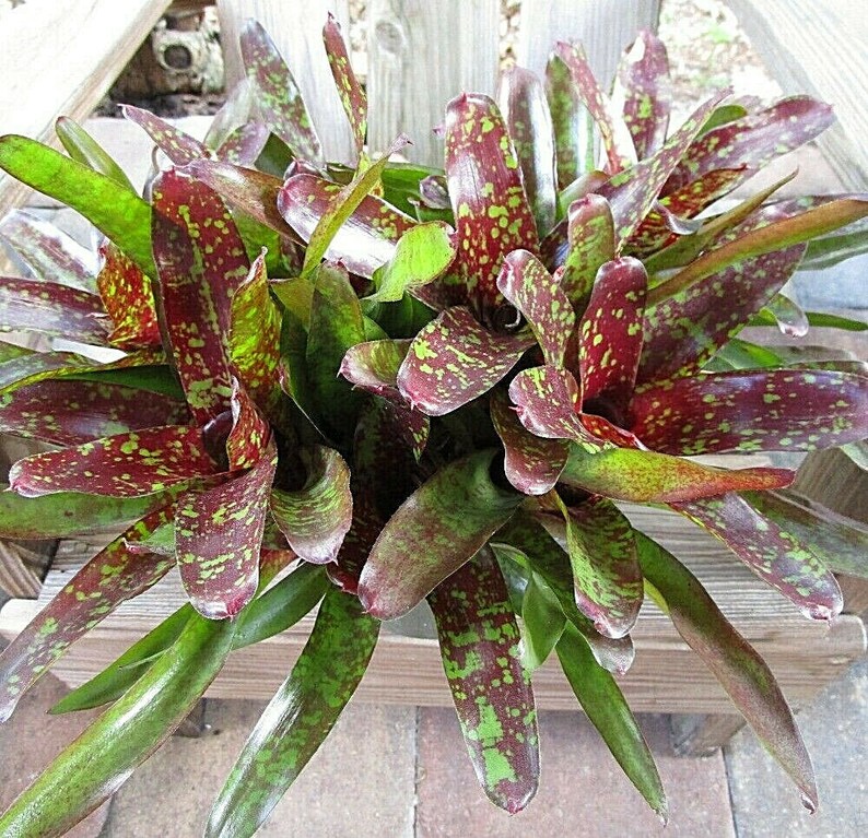 BROMELIAD Neoregelia AZTEC X FIREBALL One Plant - Compact Grower - Etsy