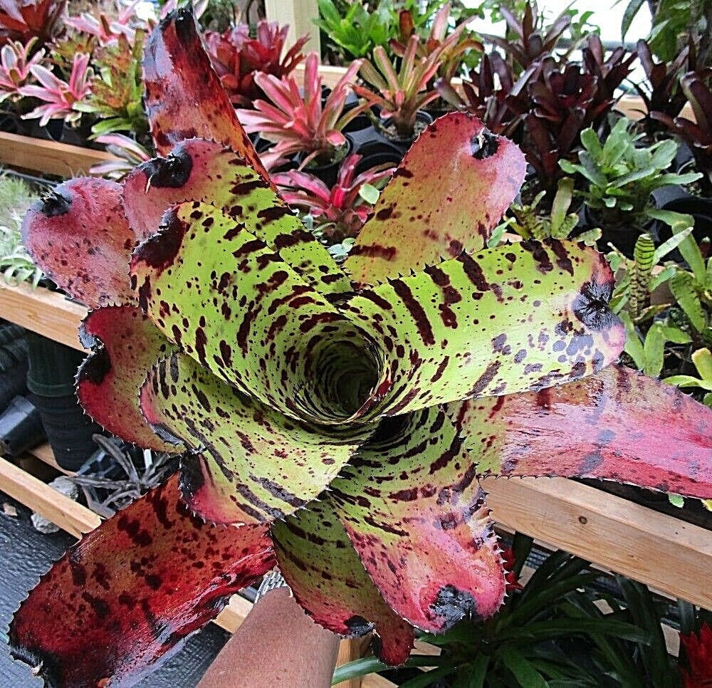 ブロメリア・エアープランツ Neoregelia Carcharodon Tiger Neoregelia