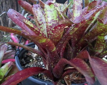 BROMELIAD Neoregelia Vinzant's DOODLEBUG Colorful Miniature! ONE Offset!