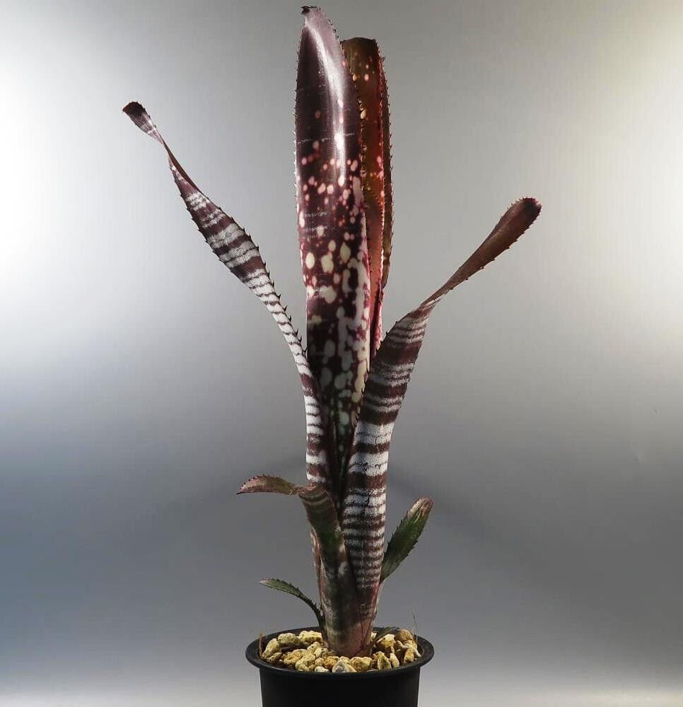 BROMELIAD Billbergia Vinzant's BERRY BLAST Stunning Hybrid