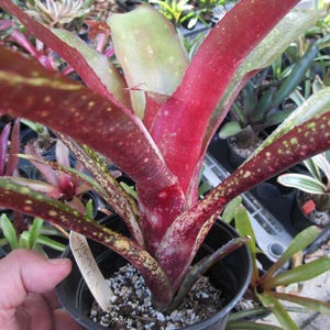 Bromeliad Billbergia &#39;Priceless&#39; Offset - Burgundy Red & Green Patterns
