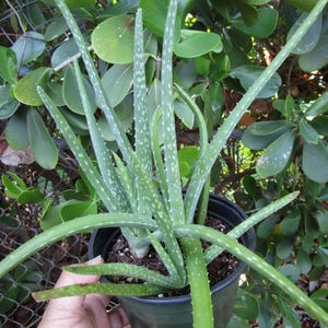 Aloe Vera Chinensis - Etsy