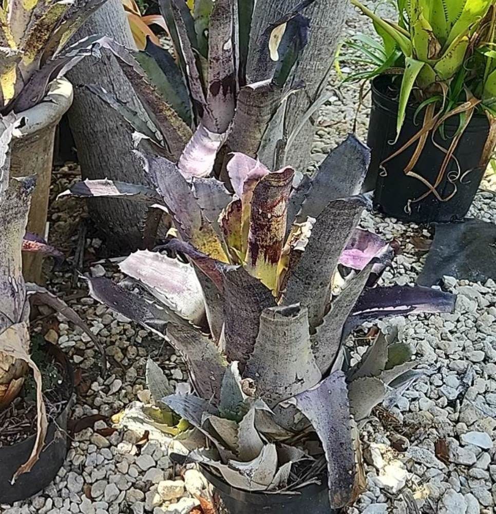 Pof］Hohenbergia leopoldo-horstii black form ホヘンベルギア