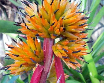 BROMELIAD Aechmea AQUILEGA VARIEGATED Offset - Large Grower - Sun Lover