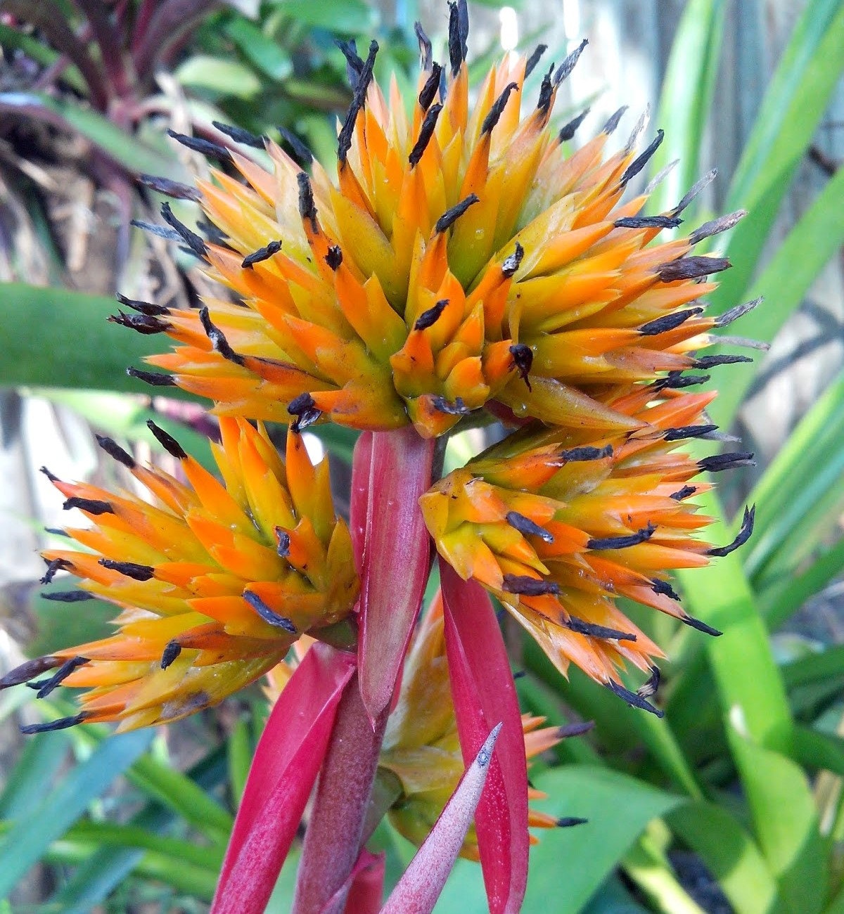 BROMELIAD Aechmea AQUILEGA VARIEGATED Large Grower Sun Lover