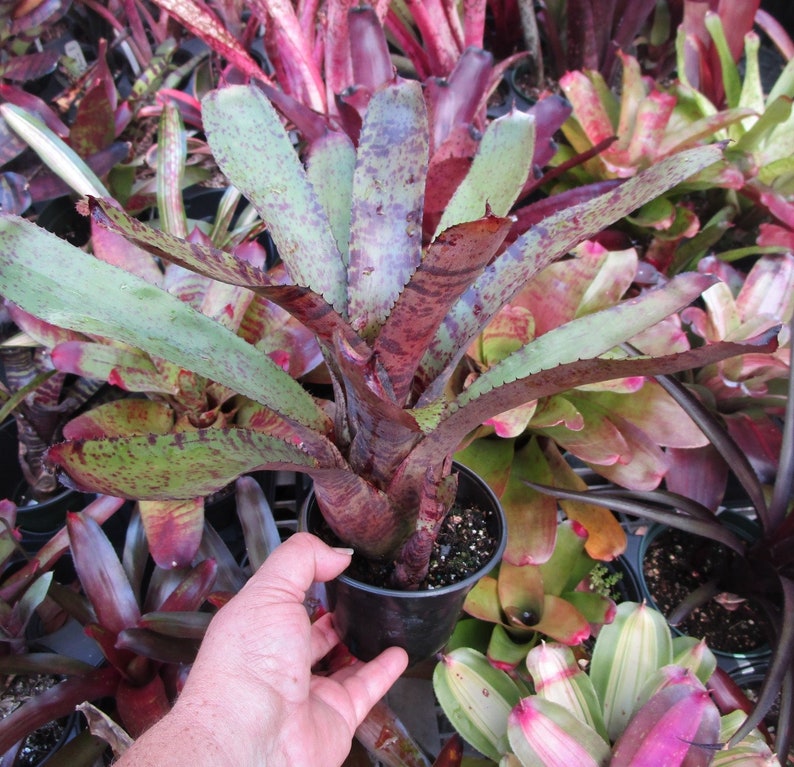 BROMELIAD Neoregelia MIDGET X TIGER Gorgeous Compact Hybrid Mature Plant Bild 1