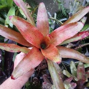 BROMELIAD Neoregelia CHIPOTLE Gorgeous Colorful Hybrid by Wingert! Offset!