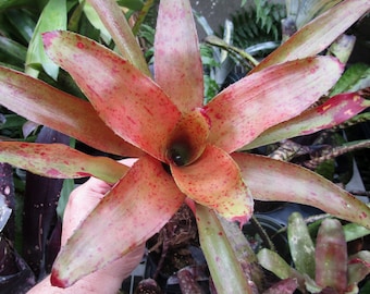 BROMELIAD Neoregelia CHIPOTLE Gorgeous Colorful Hybrid by Wingert! Offset!