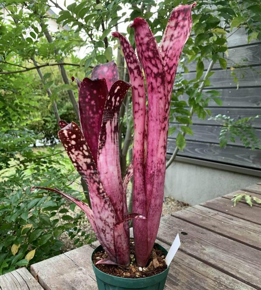 Billbergia Northen Lights