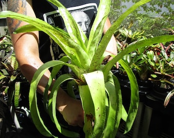 BROMELIAD Aechmea FOSTER'S FRECKLES Unbelievable Hybrid! Beautiful Pup!!