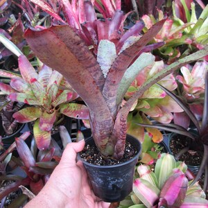 BROMELIAD Neoregelia MIDGET X TIGER Gorgeous Compact Hybrid Mature Plant Bild 5