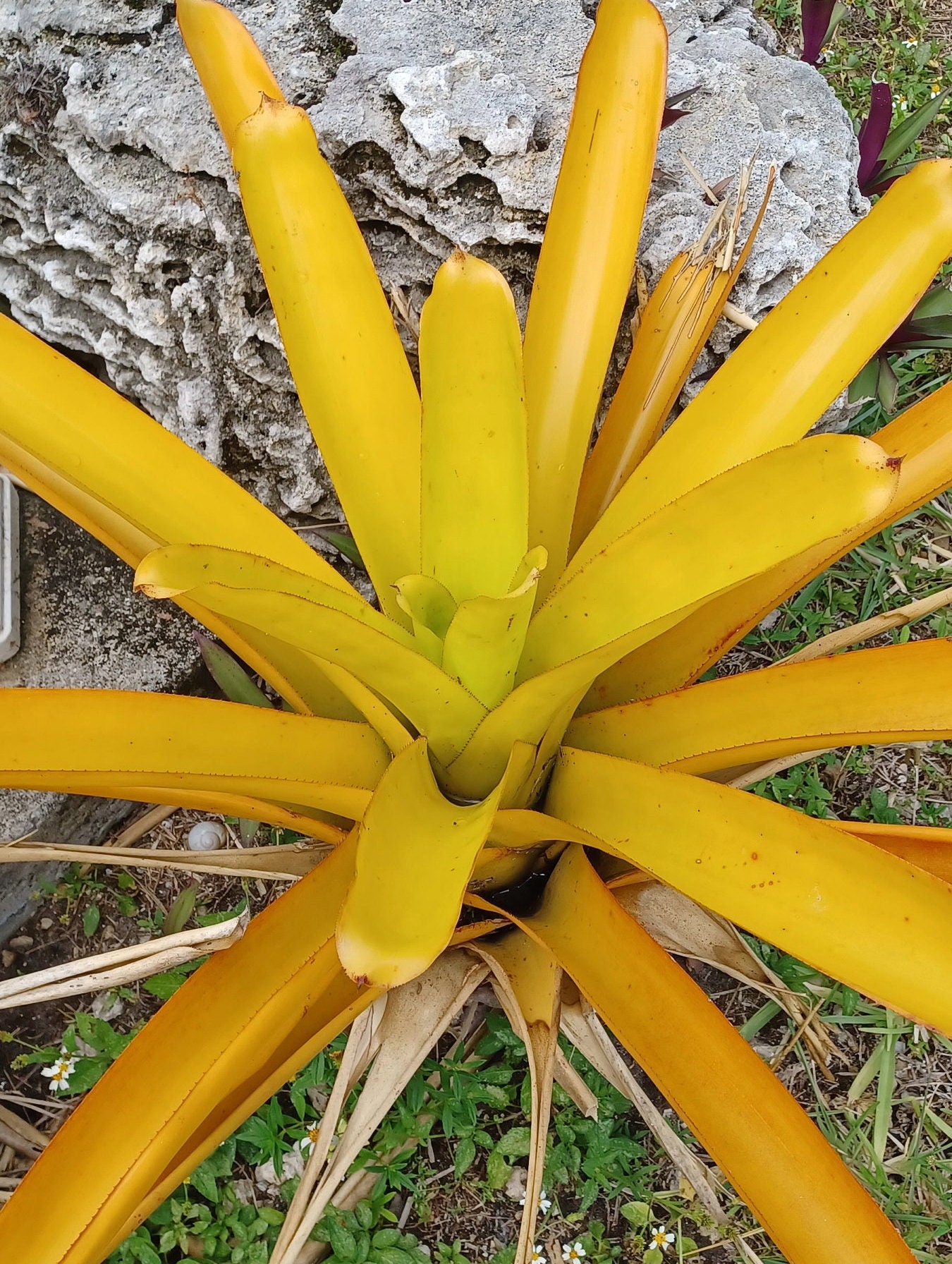 ブロメリア・エアープランツ Aechmea Blanchesteana Lemon Albo BROMELIAD Aechmea LEMON Best Among Blanchetiana Full Sun