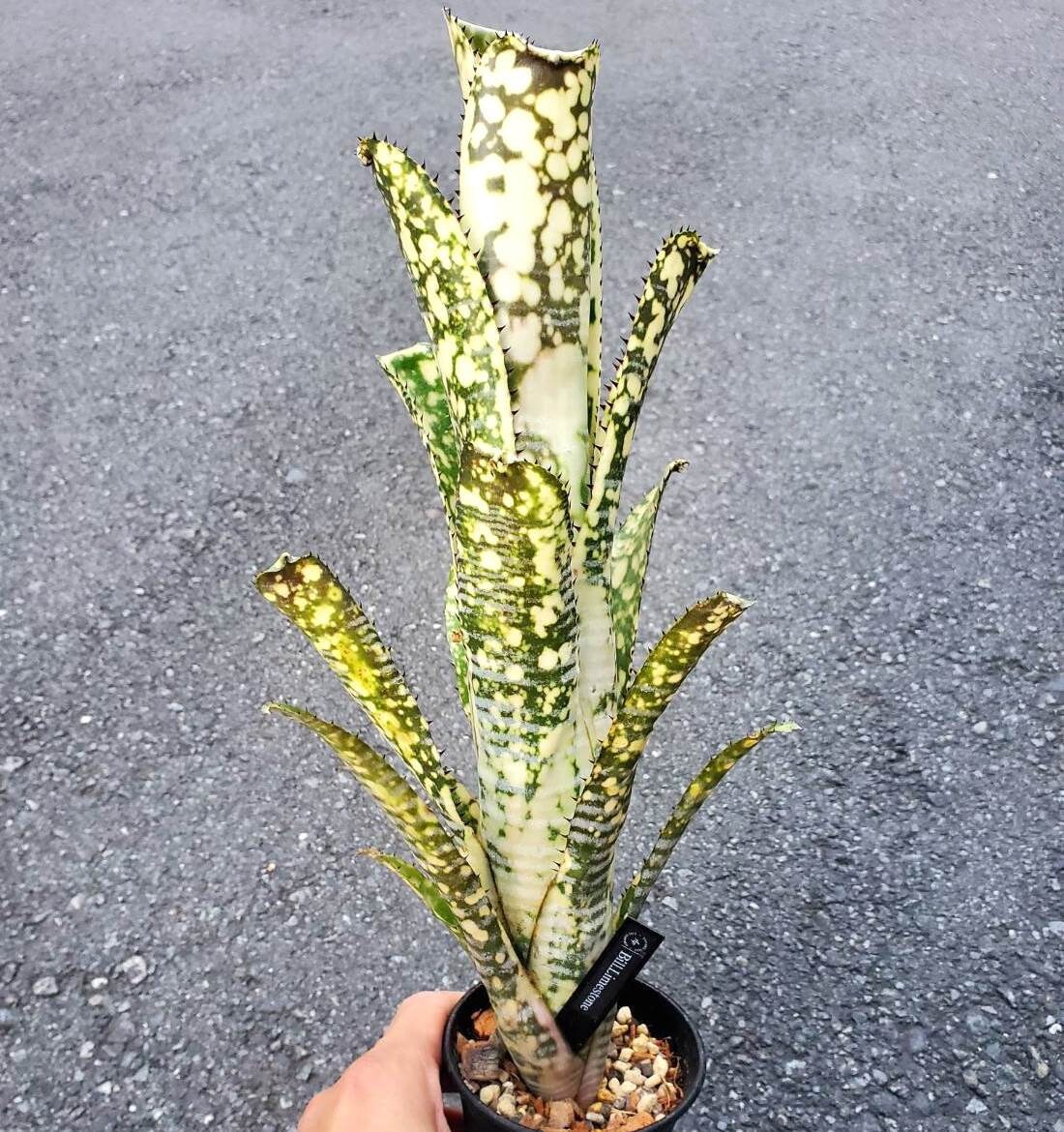 BROMELIAD Billbergia Irvin's LIMESTONE Sought After Hybrid! Pupportunity!