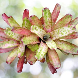 Bromeliad Neoregelia HATSUMI Marble Throat Cultivar! Offset