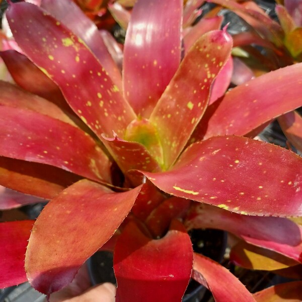 Bromeliad Neoregelia CATHERINE WILSON Colorful Sun Lover! Young Plant!