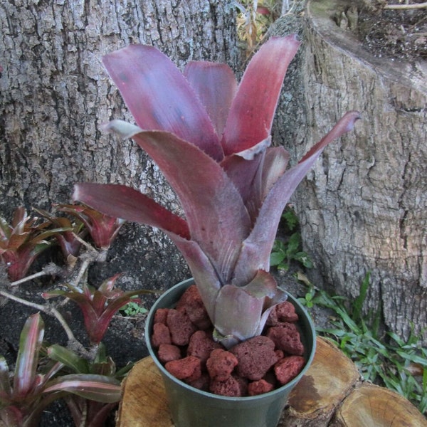 BROMELIAD Billbergia GRANDE Stunningly Colorful! Offset Choice!