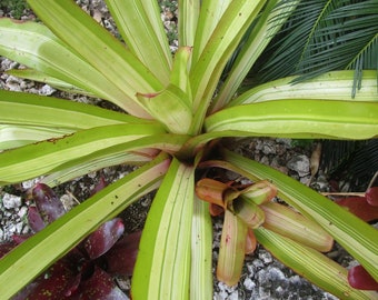 BROMELIAD Aechmea Skotak's GOLDMINE Great Variegated Blanchetiana! + 20" Offset!!