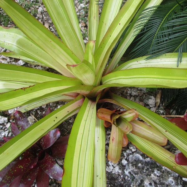 BROMELIAD Aechmea Skotak's GOLDMINE Great Variegated Blanchetiana! + 20" Offset!!