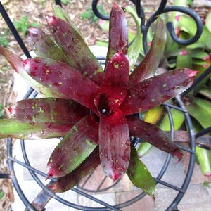 BROMELIAD Neoregelia Goode&#39;s BLACK TRACKER Oldie But Really Goodie!