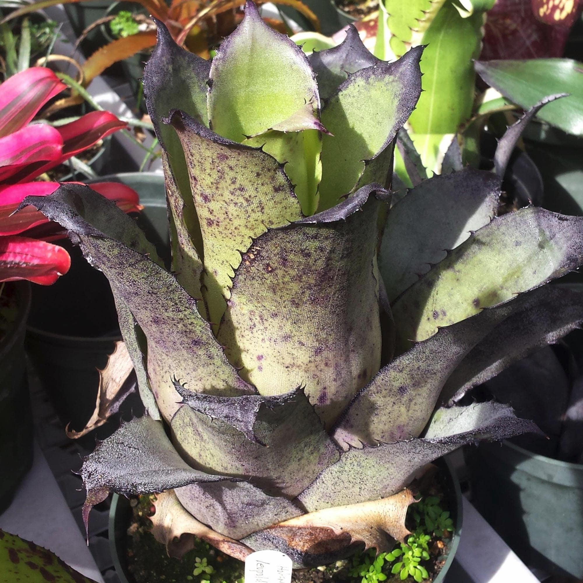 BROMELIAD Hohenbergia LEOPOLDO HORSTII Dark Clone Offset - Etsy Canada