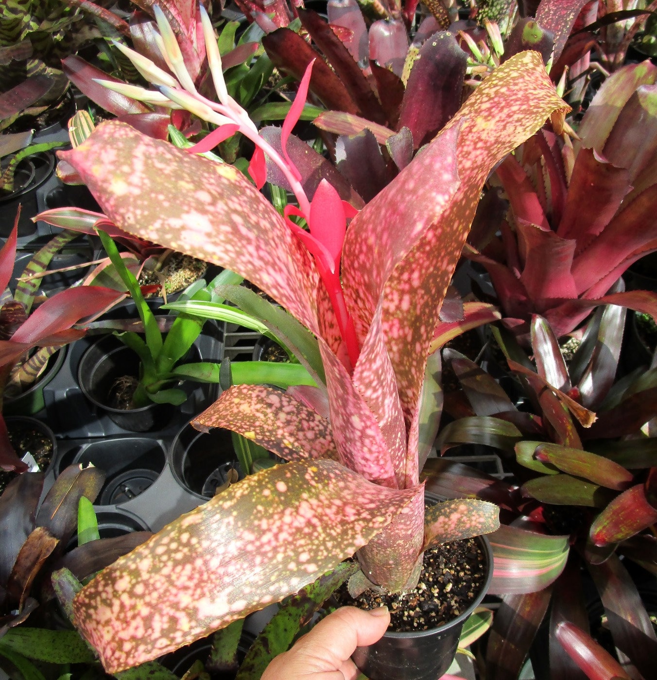 Bromeliad Billbergia 'pink Champagne' Offset - Colorful Tropical