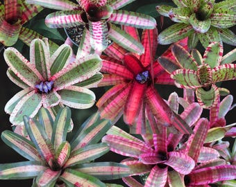 BROMELIAD Hohenbergia LEOPOLDO HORSTII Dark Clone Offset - Hard