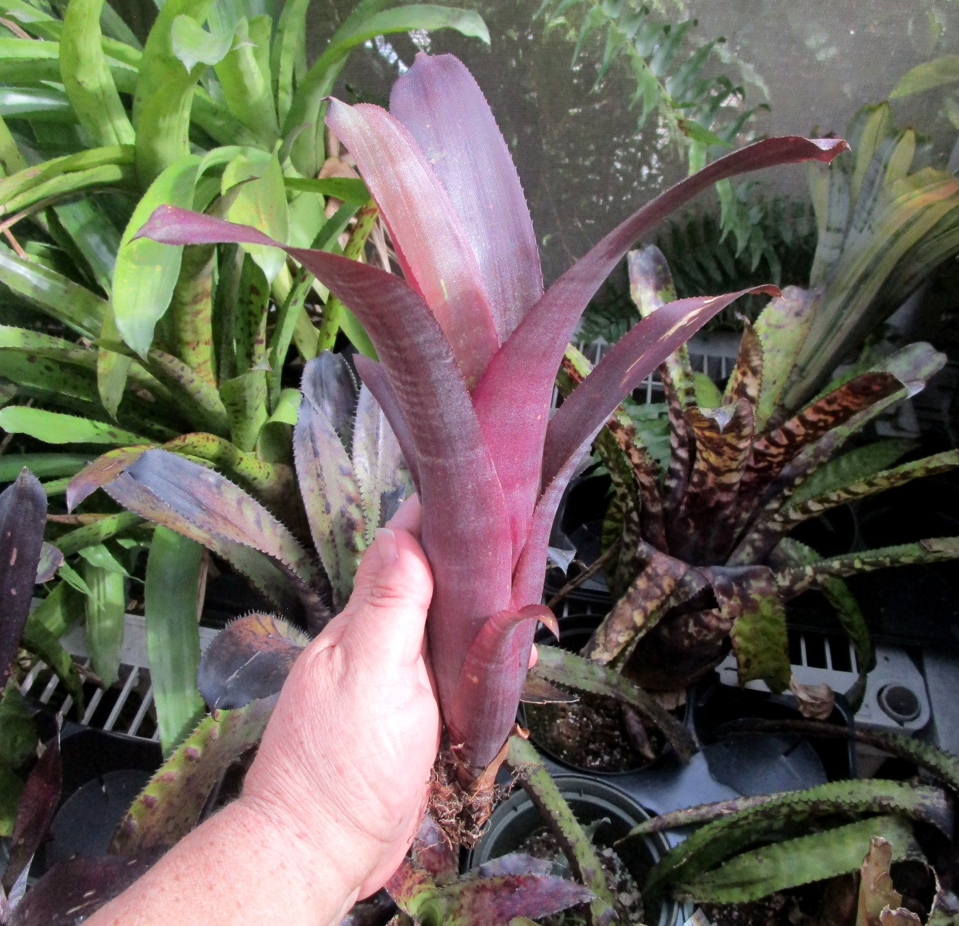Billbergia Carrone's Black